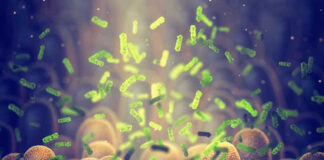 Green bacteria among intestine lining cells microscopic view