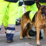 Service dog in vest among workers in high-vis gear.