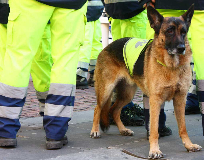 63372523 Service dog in vest among workers in high-vis gear.