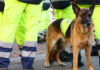 Service dog in vest among workers in high-vis gear.