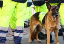 Service dog in vest among workers in high-vis gear.