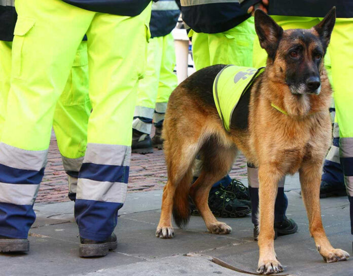 Service dog in vest among workers in high-vis gear.