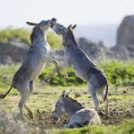 Donkeys playing on a grassy field.