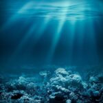 Baby Shark Tests Positive for COCAINE and Painkillers Underwater view of a coral reef with light rays penetrating the water