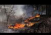 Large forest fire burning in Chernobyl exclusion zone after drone crash, Kyiv says