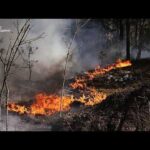 Large forest fire burning in Chernobyl exclusion zone after drone crash, Kyiv says