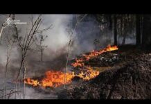 Large forest fire burning in Chernobyl exclusion zone after drone crash, Kyiv says
