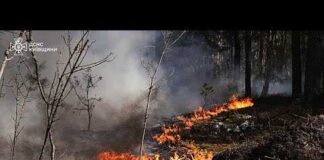 Large forest fire burning in Chernobyl exclusion zone after drone crash, Kyiv says