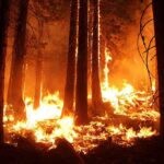 Drone Fire IGNITES Chernobyl—Is Russia Behind It? Forest wildfire engulfing trees at night